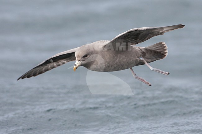 Pacifische Noordse Stormvogel in de vlucht; Pacific Northern Fulmar in flight stock-image by Agami/Martijn Verdoes,
