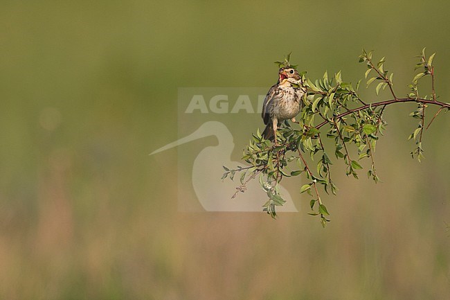 Corn Bunting - Grauammer - Miliaria calandra ssp. calandra, Hungary, adult stock-image by Agami/Ralph Martin,