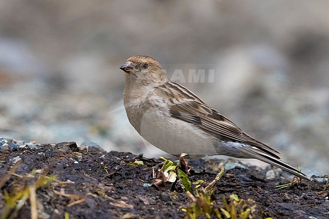 Plain Mountain Finch; Leucosticte nemoricola altaica stock-image by Agami/Daniele Occhiato,