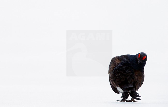 Mannetje Korhoen in de sneeuw, Male Black grouse in snow stock-image by Agami/Markus Varesvuo,