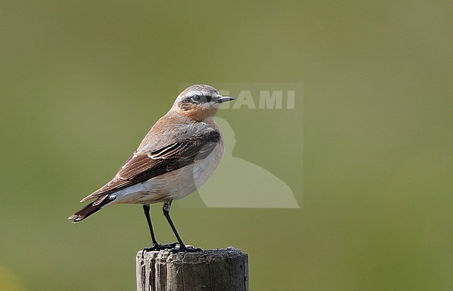 Northern Wheatear, Oenanthe oenanthe, 1st Summer male on migration at Mandø, Denmark stock-image by Agami/Helge Sorensen,