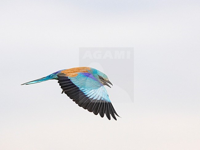 European Roller flying; Scharrelaar vliegend stock-image by Agami/Markus Varesvuo,