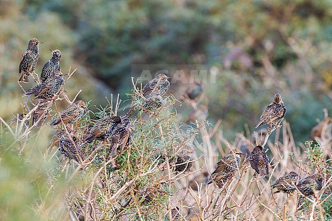 Common Starling, Sturnus vulgaris group resting during Autumn migration on top of Sea Buckthorn two birds arguing. stock-image by Agami/Menno van Duijn,