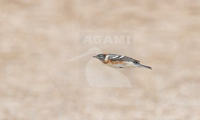 Bay-breasted Warbler, Setophaga castanea, migrating past Tadoussac, Quebec. A migration hotspot in Canada. stock-image by Agami/Ian Davies,