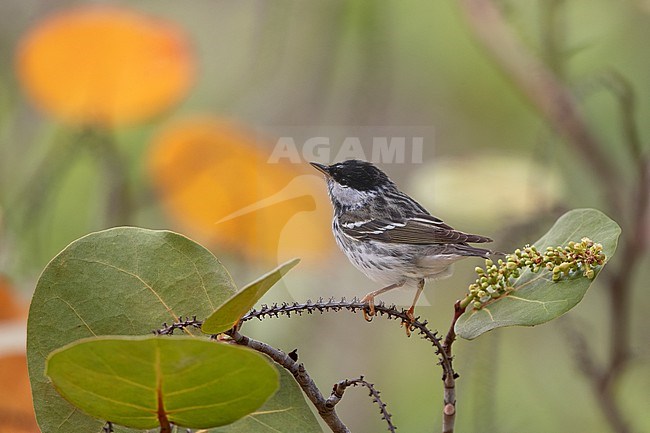 Male Blackpoll Warbler (Setophaga striata) perched on scrub in Dry Tortugas, USA stock-image by Agami/Helge Sorensen,