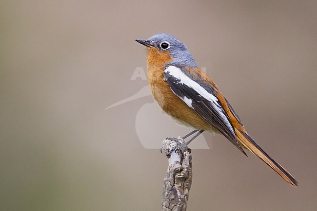 Tibetaanse Roodstaart, Alashan Redstart stock-image by Agami/Dubi Shapiro,