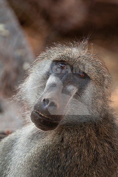 Close up portrait of a Chacma baboon, Papio cynocephalus. Chobe National Park, Kasane, Botswana. stock-image by Agami/Sergio Pitamitz,