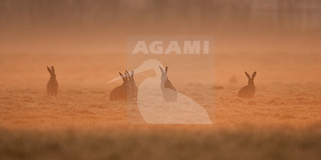 Europese Haas, European Hare stock-image by Agami/Menno van Duijn,