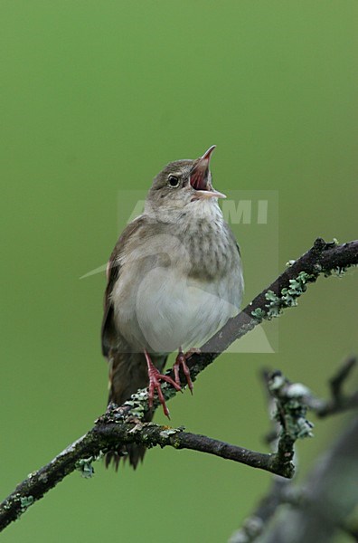 River Warbler male singing Poland, Krekelzanger mannetje zingend Polen stock-image by Agami/Menno van Duijn,