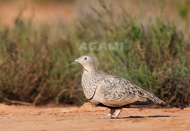 Vrouwtje Zwartbuikzandhoen staand op Spaanse steppe; Female Black-bellied Sandgrouse standing on Spanish steppes stock-image by Agami/Marc Guyt,