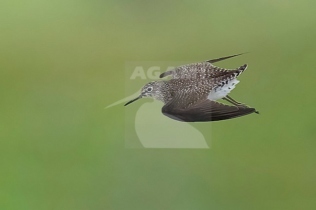 Adult
Galveston Co., TX
April 2023 stock-image by Agami/Brian E Small,