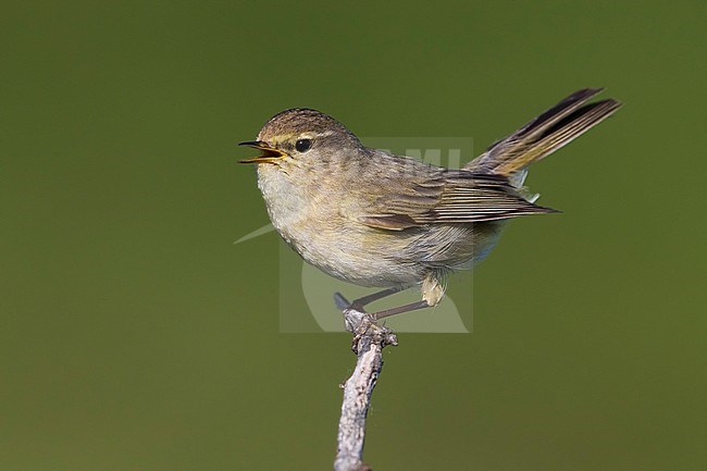 Zingende Tjiftjaf, Common Chiffchaff singing stock-image by Agami/Daniele Occhiato,