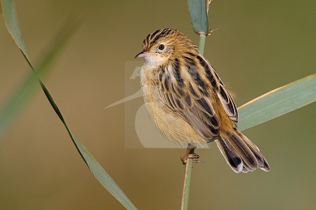 Graszanger op takje; Zitting Cisticola perched on branch stock-image by Agami/Daniele Occhiato,