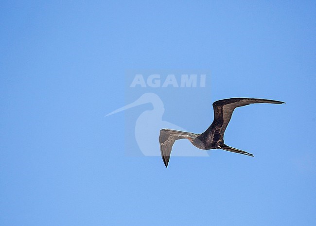 Adult male Great Frigatebird, Fregata minor.  Photographed during a Pitcairn Henderson and The Tuamotus expedition cruise. stock-image by Agami/Pete Morris,