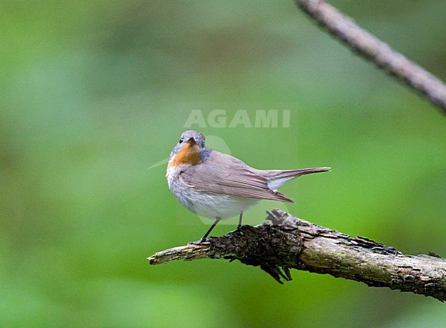 Red-breasted Flycatcher male perched, Kleine Vliegenvanger man zittend stock-image by Agami/Marc Guyt,