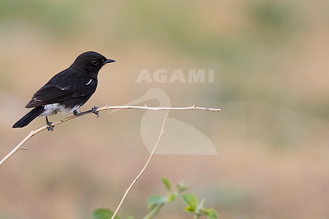 Pied Stonechat (Saxicola caprea ssp. rossorum) Tajikistan, adult male perched on a branch stock-image by Agami/Ralph Martin,