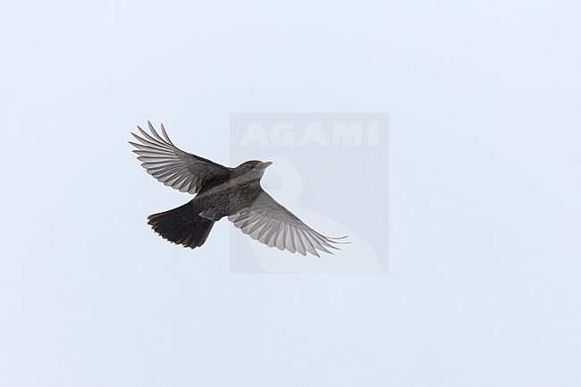 Adult female Common Blackbird (Turdus merula) in flight at Rudersdal, Denmark stock-image by Agami/Helge Sorensen,