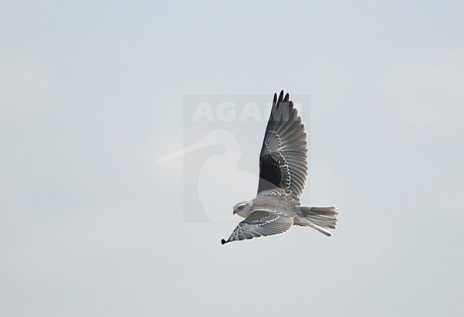 Immature Black-winged Kite flying; Onvolwassen Grijze Wouw vliegend stock-image by Agami/Roy de Haas,