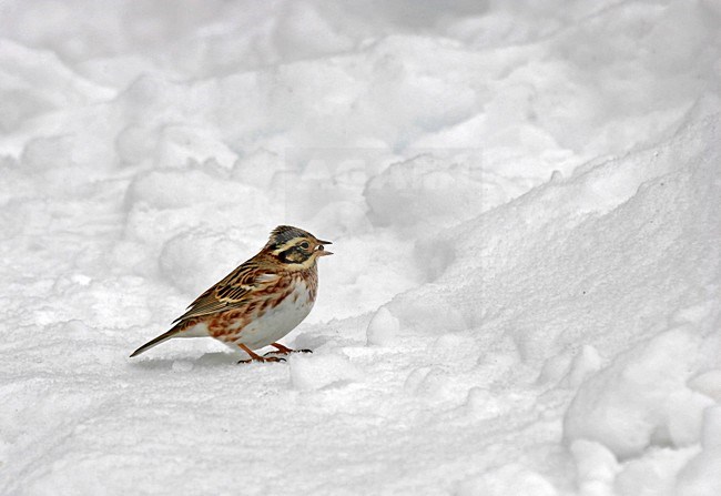 Bosgors zittend in de sneeuw; Rustic Bunting perched in the snow stock-image by Agami/Pete Morris,