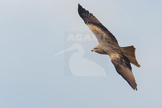 Black Kite, Flight, Basilicata, Italy (Milvus migrans) stock-image by Agami/Saverio Gatto,