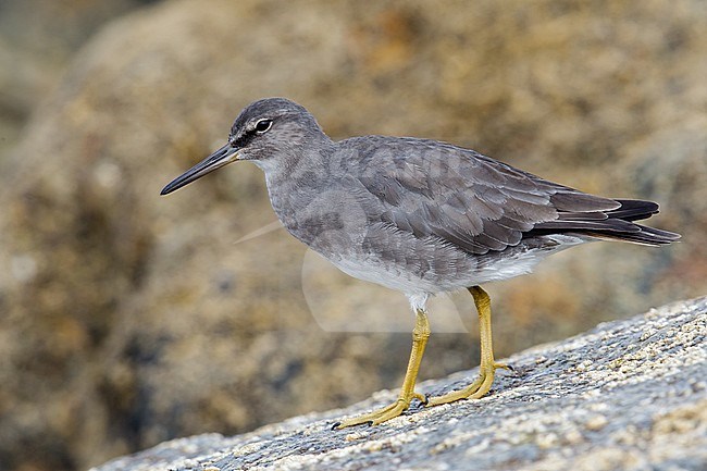 Adult non-breeding
Ventura Co., CA
August 2013 stock-image by Agami/Brian E Small,