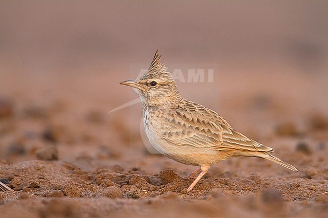 Maghreb Lark - Maghreb Lerche - Galerida macrorhyncha; ssp. macrorhyncha; Morocco; adult stock-image by Agami/Ralph Martin,