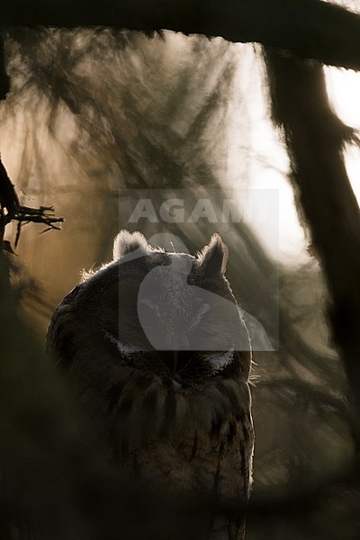 Long-eared Owl - Waldohreule - Asio otus otus, Germany stock-image by Agami/Ralph Martin,