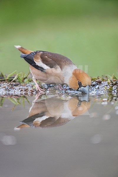 Hawfinch drinking at pond; Coccothraustes coccothraustes; Alain Ghignone stock-image by Agami/Alain Ghignone,