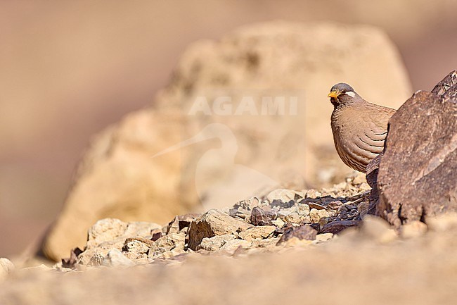 Sand Partridge (Ammoperdix heyi), male in the desert, room for text, Israel stock-image by Agami/Tomas Grim,