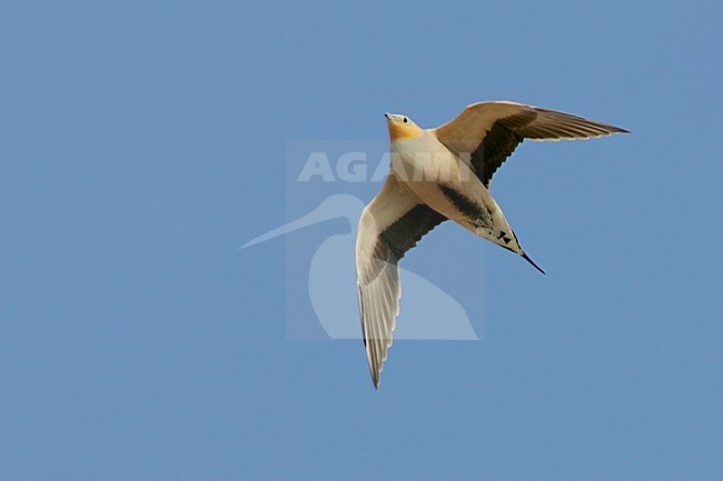 Sahelzandhoen in vlucht; Spotted Sandgrouse in flight stock-image by Agami/Daniele Occhiato,