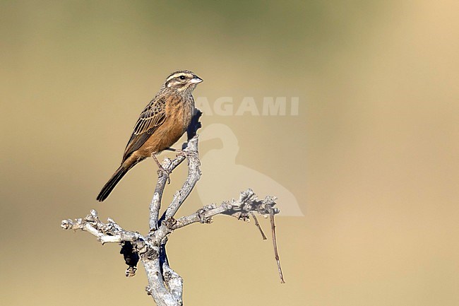 Zevenstrepengors; Cinnamon-breasted Bunting; stock-image by Agami/Walter Soestbergen,