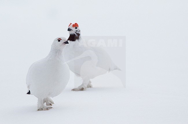 Moerassneeuwhoen in de sneeuw, Willow Ptarmigan in snow stock-image by Agami/Markus Varesvuo,