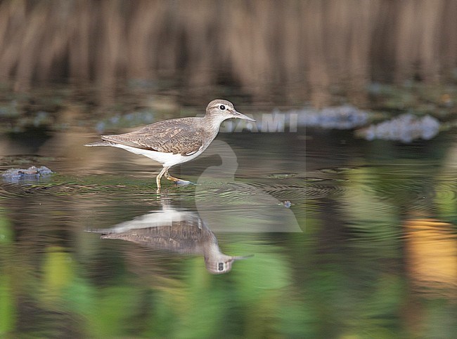Adult Common Sandpiper (Actitis hypoleucos) wintering in a tidal creek in coastal mangroves in the Gambia. stock-image by Agami/Roy de Haas,