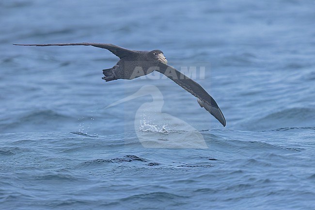 Southern Giant-Petrel (Macronectes giganteus) in flight in Argentina stock-image by Agami/Dubi Shapiro,