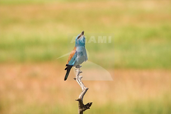 Scharrelaar roepend vanaf tak; European Roller calling from perch stock-image by Agami/Marc Guyt,