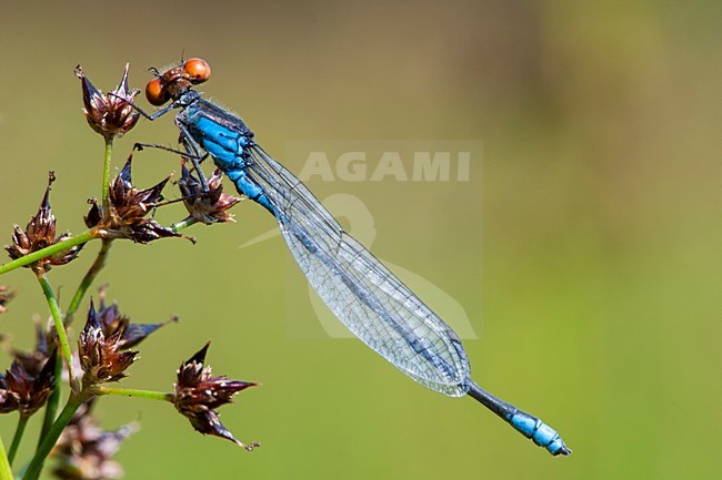 Mannetje Kleine roodoogjuffer, Male Erythromma viridulum stock-image by Agami/Wil Leurs,