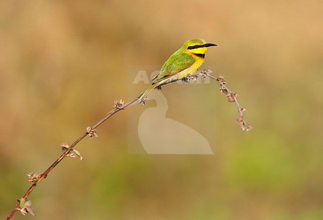 Dwergbijeneter zittend op een tak; Little Bee-eater perched on a branch at Kotu Creek, Gambia stock-image by Agami/Marc Guyt,