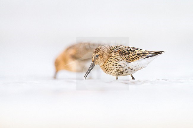 Bonte Strandloper, Dunlin, Calidris alpina juvenile foraging on beach stock-image by Agami/Menno van Duijn,