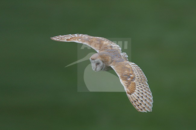 Kerkuil in de vlucht; Common Barn Owl in flight stock-image by Agami/Chris van Rijswijk,