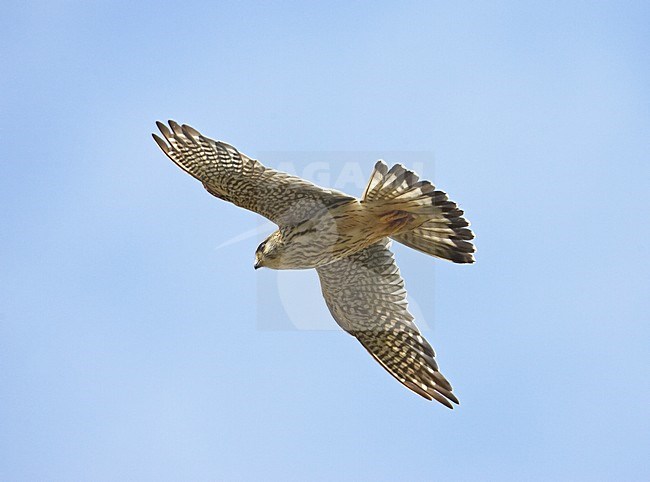 Merlin adult flying; Smelleken volwassen vliegend stock-image by Agami/Markus Varesvuo,