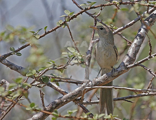 Subdesert Brush Warbler (Nesillas lantzii) in Madagascar. stock-image by Agami/Pete Morris,