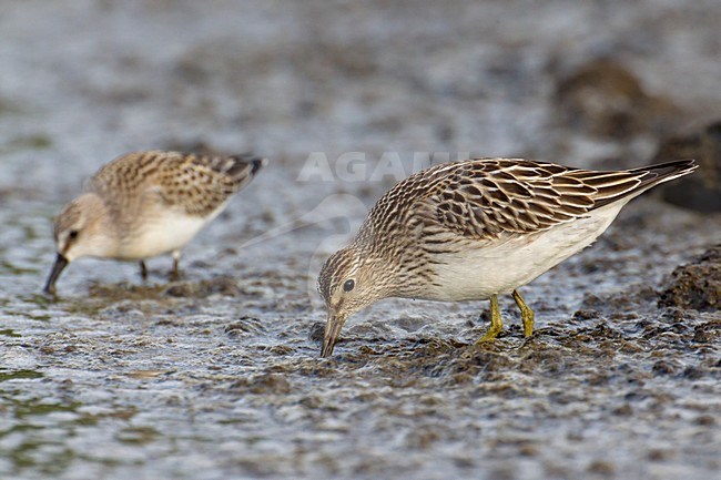 Voedsel zoekende Gestreepte strandloper, Foraging Pectoral Sandpiper stock-image by Agami/Daniele Occhiato,