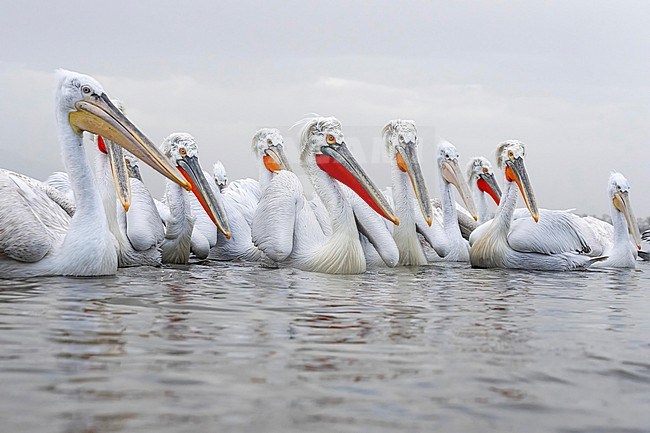 Dalmatian Pelican (Pelecanus crispus) in breeding plumage sitting on the water of lake Kerkini in Greece. together with immatur bird. stock-image by Agami/Marcel Burkhardt,