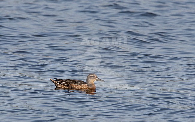 Juvenile Garganey (Anas querquedula) swimming in a freshwater lake near Deventer in the Netherlands. stock-image by Agami/Edwin Winkel,
