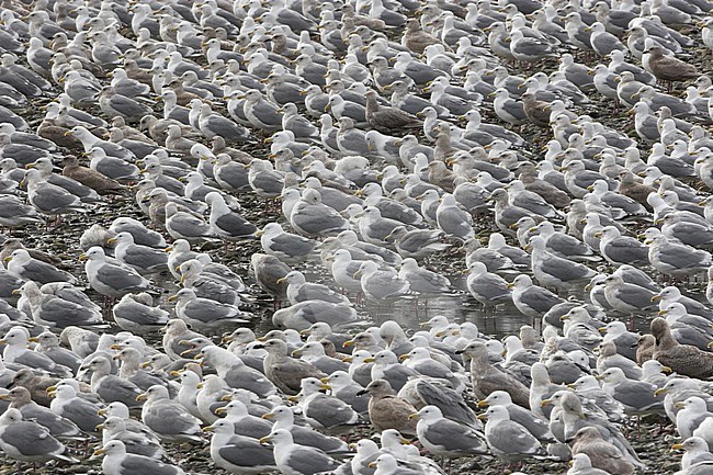 Glaucous-winged Gull (Larus glaucescens) in Victoria, BC, Canada. stock-image by Agami/Glenn Bartley,