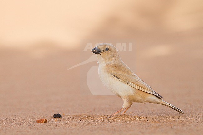 Desert Sparrow - WÃ¼stensperling - Passer simplex ssp. saharae, summer plumage female, Morocco stock-image by Agami/Ralph Martin,