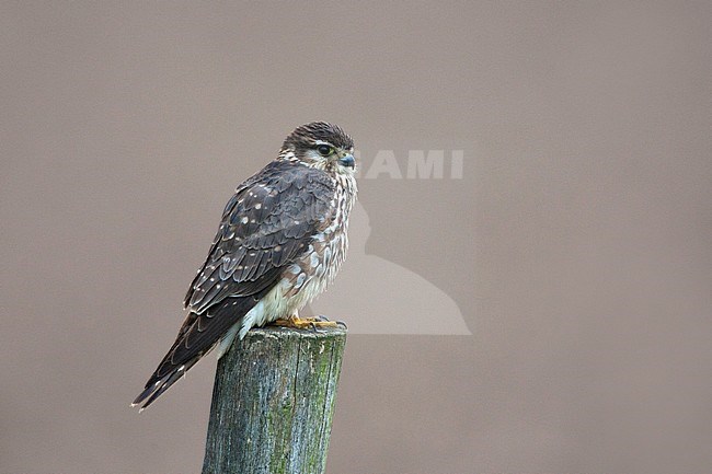 Wintering Merlin (Falco columbarius) on Wadden Island Terschelling in the Netherlands. Sitting on a wooden pole, on the lookout. stock-image by Agami/Harvey van Diek,