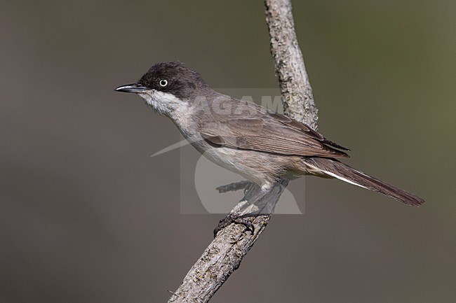 Westelijke Orpheusgrasmus; Western Orphean Warbler stock-image by Agami/Daniele Occhiato,