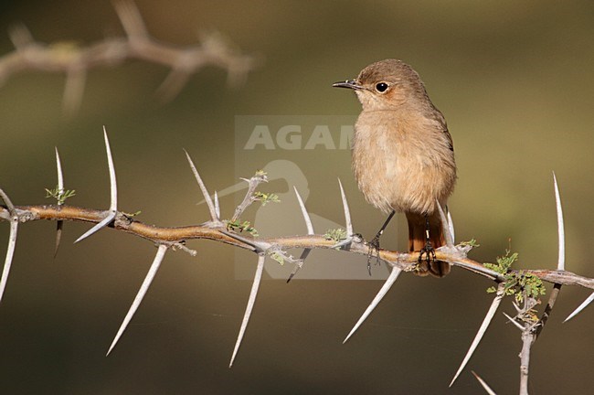 Familiar Chat (Oenanthe familiaris) perched on a twig stock-image by Agami/Karel Mauer,