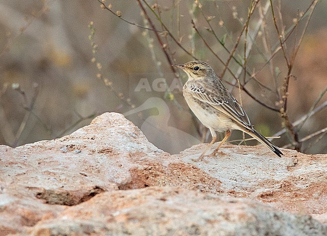 Close Tawny Pipit (Anthus campestris) during fall migration along the Black sea coast at Cape Kaliakra in Bulgaria. Standing on a rock, looking over shoulder, with scrub in background. stock-image by Agami/Marc Guyt,